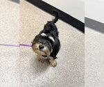 Small Shih-Poo