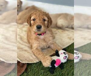 Goldendoodle Puppy for sale in CORAL GABLES, FL, USA