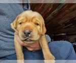 Small Photo #6 Labrador Retriever Puppy For Sale in NORWALK, WI, USA
