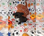 Puppy Ace Poodle (Toy)-Yorkshire Terrier Mix