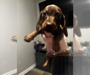 Dachshund Puppy for sale in DANVILLE, VA, USA