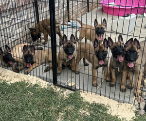 Belgian Malinois Puppy for Sale in S CHARLESTON, West Virginia USA