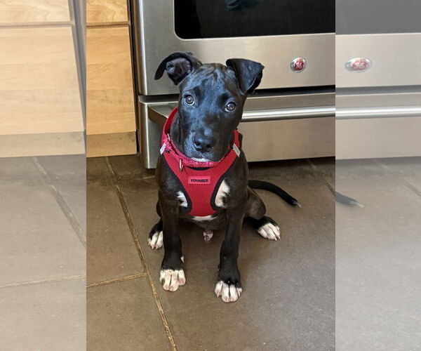 Medium Photo #3 Bulldog-Unknown Mix Puppy For Sale in Tarrytown, GA, USA