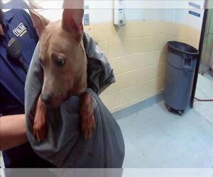 Mutt Dogs for adoption in Tulsa, OK, USA