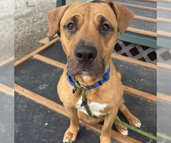 Medium Photo #1 Black Mouth Cur-Unknown Mix Puppy For Sale in Palmetto, FL, USA