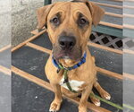 Small Black Mouth Cur Mix