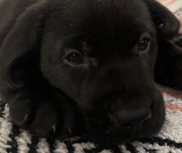 Medium Photo #12 Labrador Retriever Puppy For Sale in SPOTSYLVANIA, VA, USA