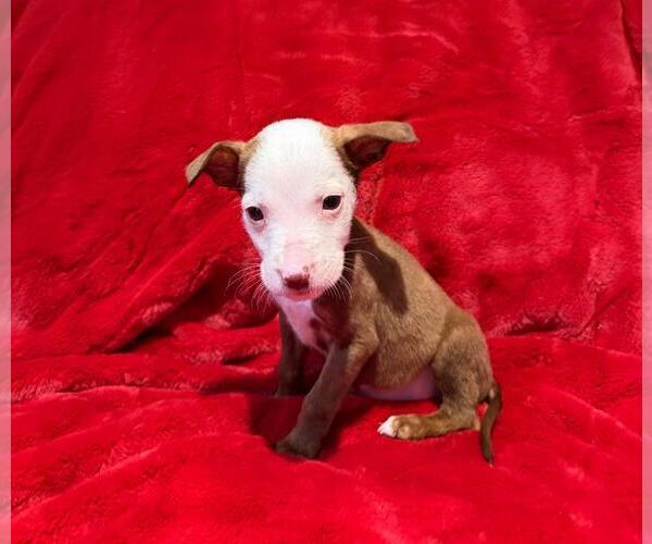 Medium Photo #1 Labrador Retriever-Unknown Mix Puppy For Sale in Plainfield, IL, USA