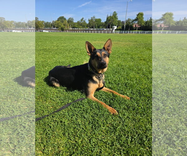Medium Photo #3 Mutt Puppy For Sale in Marina Del Rey, CA, USA