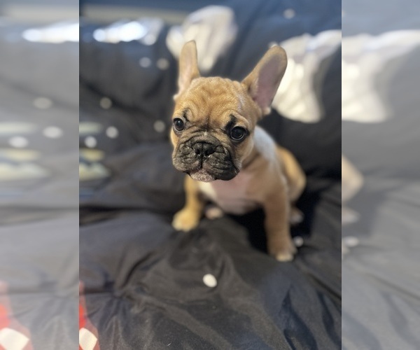 Medium Photo #3 Faux Frenchbo Bulldog Puppy For Sale in HOODSPORT, WA, USA