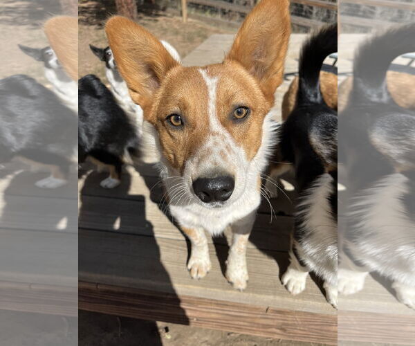 Medium Photo #2 Mutt Puppy For Sale in Denver , CO, USA