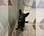Small #3 German Shepherd Dog
