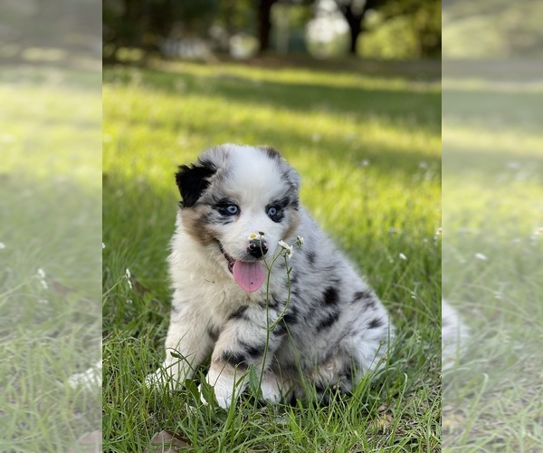 Medium Photo #6 Australian Shepherd Puppy For Sale in WESLEY CHAPEL, FL, USA