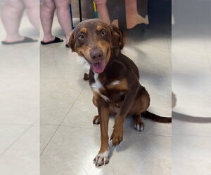 Australian Shepherd-Unknown Mix Dogs for adoption in Jefferson, NJ, USA