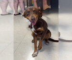 Small Australian Shepherd Mix