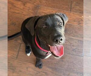 Braya - Adopted! - Female Labrador Retriever-Unknown Mix Dog for Adoption - Photo #19
