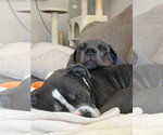 Small #1 Neapolitan Mastiff Mix