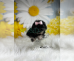 Small Photo #3 YorkiePoo Puppy For Sale in RIPLEY, MS, USA