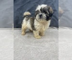 Small Photo #17 Shih Tzu Puppy For Sale in SAINT AUGUSTINE, FL, USA