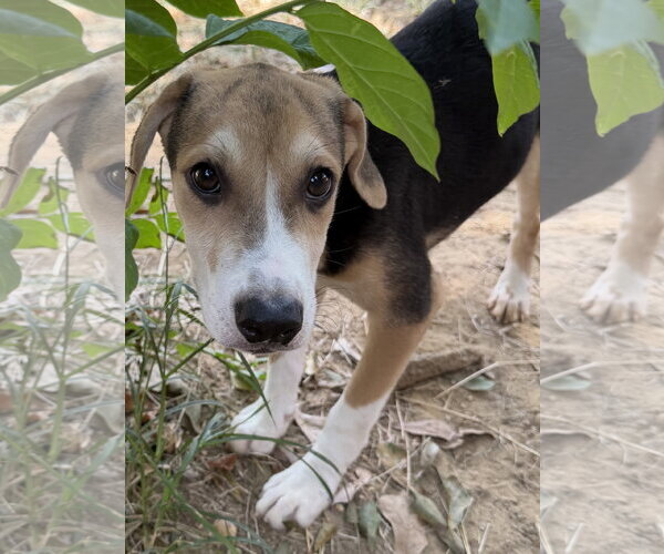 Medium Photo #2 Mutt Puppy For Sale in Wetumpka, AL, USA