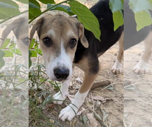 260930  Hank - Male Mutt Dog for Adoption - Photo #2