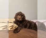 Small Photo #4 Double Doodle Puppy For Sale in LUMBERTON, TX, USA