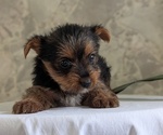 Small Photo #24 Yorkshire Terrier Puppy For Sale in GOSHEN, IN, USA