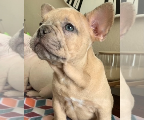 Medium Photo #1 French Bulldog Puppy For Sale in SAN JOSE, CA, USA