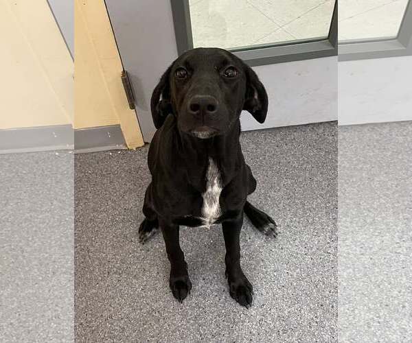 Medium Photo #1 Labrador Retriever-Unknown Mix Puppy For Sale in Low Moor, VA, USA