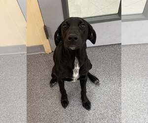 Labrador Retriever-Unknown Mix Dogs for adoption in Low Moor, VA, USA