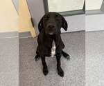 Small Labrador Retriever Mix