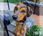 Small Photo #8 Catahoula Leopard Dog-Retriever  Mix Puppy For Sale in Washington, DC, USA