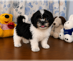 Small #10 Shih Tzu