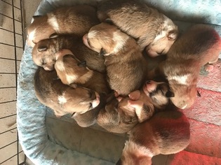 Pembroke Welsh Corgi Puppy for sale in AXTELL, UT, USA