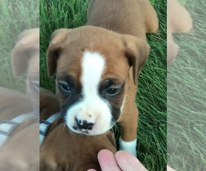 Boxer Puppy for Sale in APPLE CREEK, Ohio USA
