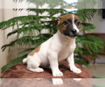 Small Photo #3 Jack Russell Terrier Puppy For Sale in SHILOH, OH, USA