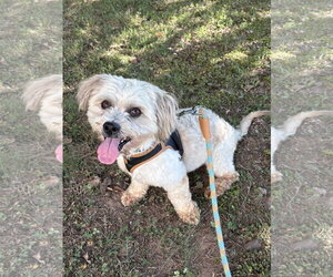 Maltese-Unknown Mix Dogs for adoption in Holly Springs, NC, USA