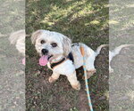 Small Maltese Mix
