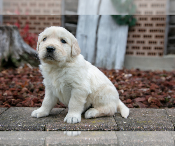Medium Photo #1 English Cream Golden Retriever Puppy For Sale in ORRVILLE, OH, USA