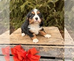 Small #1 Bernese Mountain Dog-Cavalier King Charles Spaniel Mix