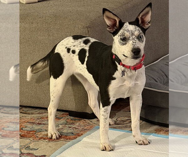 Medium Photo #12 Mutt Puppy For Sale in Oak Bluffs, MA, USA