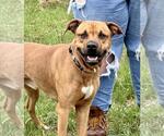 Small #3 American Staffordshire Terrier Mix