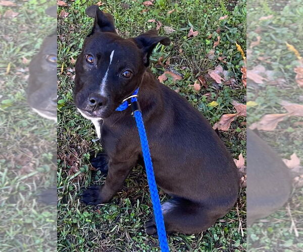 Medium Photo #1 American Pit Bull Terrier Puppy For Sale in Tarboro, NC, USA