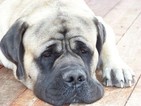 Small Photo #1 Mastiff Puppy For Sale in DARBY, MT, USA
