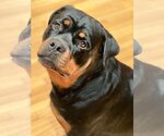 Small Photo #1 Rottweiler Puppy For Sale in Mills, WY, USA