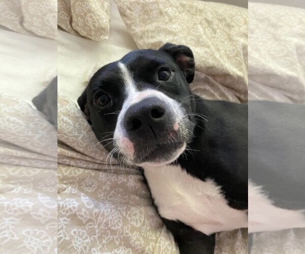 Medium Photo #6 Border Collie-Unknown Mix Puppy For Sale in Spotsylvania, VA, USA