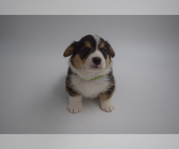Medium Photo #1 Pembroke Welsh Corgi Puppy For Sale in VALLEJO, CA, USA