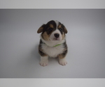 Small Photo #1 Pembroke Welsh Corgi Puppy For Sale in VALLEJO, CA, USA