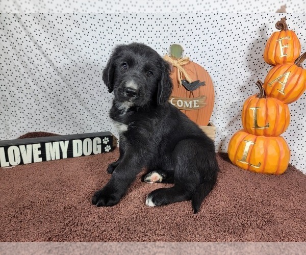 Medium Photo #9 Golden Mountain Dog Puppy For Sale in BLACK FOREST, CO, USA