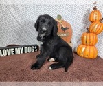 Small #8 Golden Mountain Dog